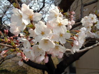 満開の桜(2)