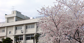 農芸高校の桜