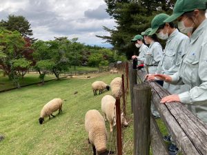 農業科学科の生徒が羊の毛刈りを学びました