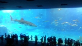 美ら海水族館