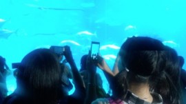 美ら海水族館