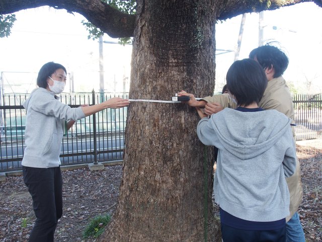 木の外周を測定