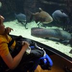 水槽の中の海の生き物を見る生徒