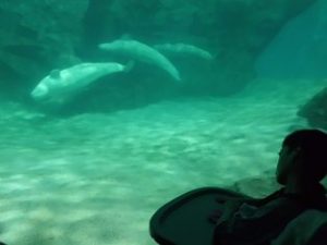 水槽の中の動物