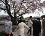桜と生徒