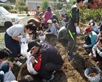 さつまいも堀