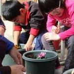 パンジーを世話しています