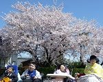桜の下で