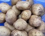 自校産給食…ジャガイモ