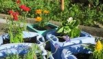 苗植え