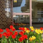 チューリップの花壇