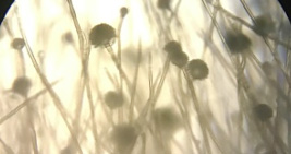 酵母の培養の様子