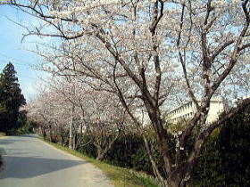 桜並木
