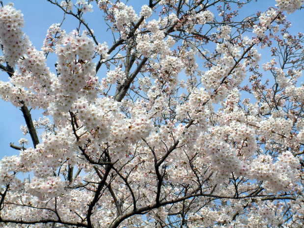 満開の桜(1)