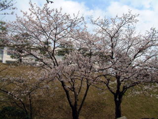 環境造園棟から生活文化科棟を眺める