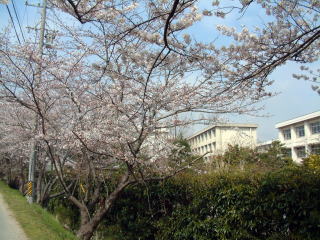 学校南通路より(2)