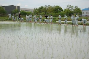 農業学科１年生田植え実習