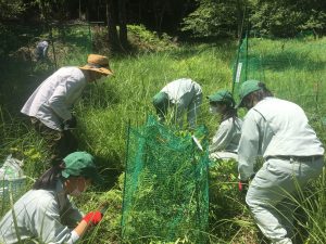 多度のイヌナシ自生地保全活動を行いました