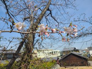 かわらだ桜まつり農産物販売