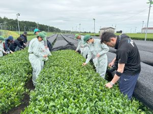 茶摘み体験！