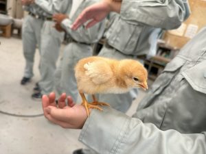 ヒヨコの管理実習を行いました！
