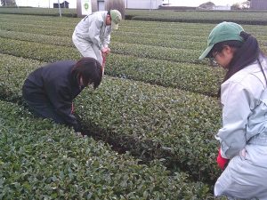 ウールで環境に優しいお茶を！