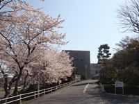名張高校のブログ-学校桜写真