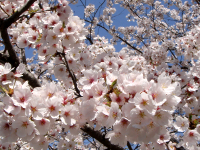 名張高校のブログ-桜
