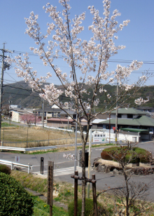 名張高校のブログ-卒業生桜