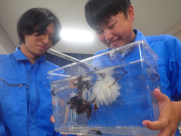 イカの産卵床実験
