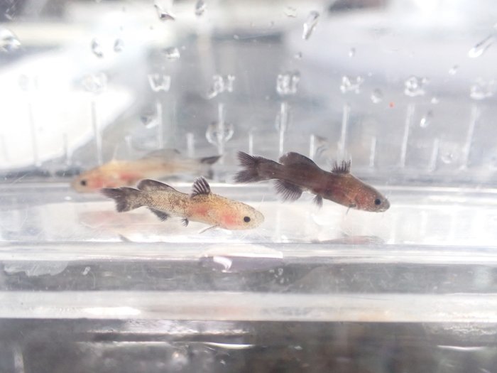 希少淡水魚(ネコギギ等)の繁殖研究