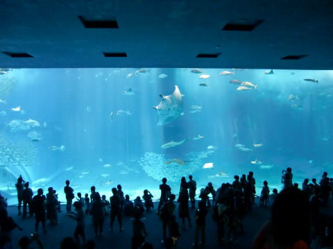 ちゅら海（うみ）水族館の様子