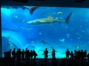 美ら海水族館