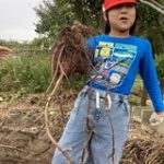 秋の味覚　サツマイモ掘り！