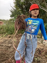 秋の味覚　サツマイモ掘り！