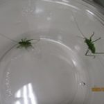 春、見つけました。