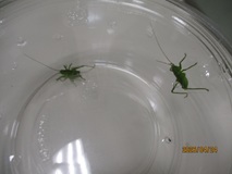 春、見つけました。