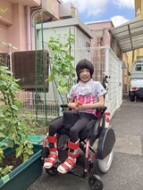 トマト収穫